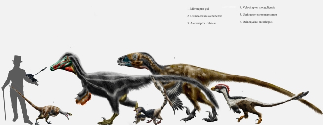 The different sizes of the Raptor family, with a particularly dapper human for scale.