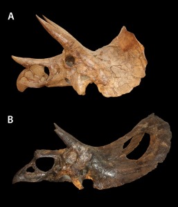 Top: Triceratops skull fossil. Bottom: Torosaurus skull fossil.